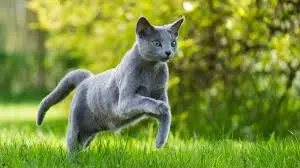 russian blue cat, russian blue cat personality, russian blue cat breeders, cat food for russian blue, best cat food for Russian Blue cats, Russian Blue cat for sale near me, Russian Blue cat adoption vs breeder, Russian Blue cat feeding guide, Russian Blue cat health problems, Russian Blue cat behavior with family, Russian Blue cat price in USA, Russian Blue cat play and exercise needs,
