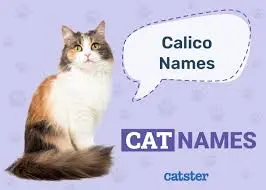 calico cat names, naming calico cats, female calico cat names, lucky cat names, pet adoption names, cat naming guide