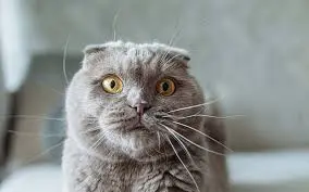 scottish fold munchkin cat, scottish fold munchkin cat scottish fold munchkin cat health, scottish fold munchkin personality, scottish fold munchkin lifespan, scottish fold munchkin breeders, scottish fold munchkin adoption, scottish fold cat mix, munchkin fold cat, folded ear short leg cat, scottish fold munchkin case study,