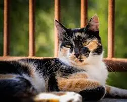 calico tabby cat​, caliby cat, calico tabby personality, calico tabby cat lifespan, calico tabby genetics, calico tabby care guide, calico tabby adoption, dilute calico tabby, male calico tabby cat, calico tabby vs calico cat,