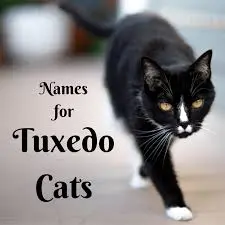 tuxedo cat names, tuxedo cat, cat names, black and white cats, male tuxedo cat names, female tuxedo cat names, tuxedo cat personality, naming cats, cat care, tuxedo cat facts